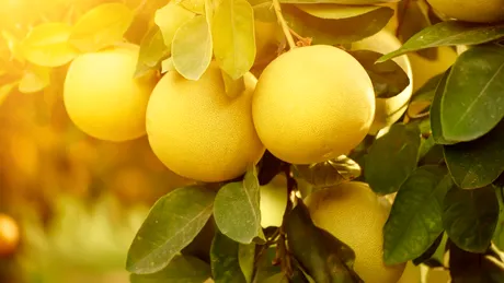 Pomelo, fructul ideal pentru sănătate VIDEO by CSID