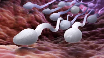 Tratament pentru spermatozoizii „leneși”. Cum poate fi îmbunătățită calitatea materialului seminal?