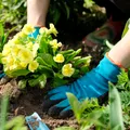 Flori spectaculoase pe care să le plantezi în octombrie pentru o grădină plină de culoare la primăvară. Trucul pe care puțini grădinari îl cunosc
