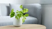 Fără umezeală și mucegai în casă: 5 plante care îți păzesc casa