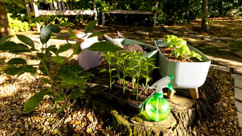Ce să adaugi la rădăcina leușteanului ca să crească verde și bogat? Trucuri din grădinile bunicilor
