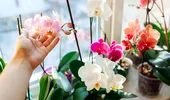 Orhideele vor înflori din nou dacă faci un singur lucru după prima floare