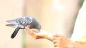 Hrănirea porumbeilor ar putea fi interzisă prin lege. Boala transmisibilă la oameni pe care o răspândesc aceste păsări