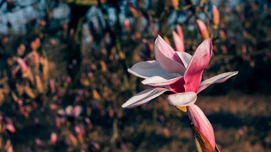 Îți dorești să ai o magnolie în grădină care să atragă toate privirile? Iată cum trebuie să o îngrijești corect