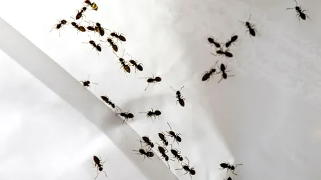 Scapă rapid de furnici cu acest ulei care nu costă mai mult de 30 de lei! Mirosul lui le alungă