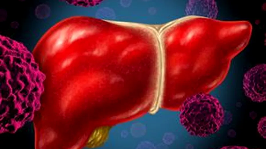 Celulele stem hepatice cu niveluri ridicate de telomerază ar putea contribui la regenerarea ficatului