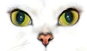 Tu ştii de ce au pisicile pupilele verticale?