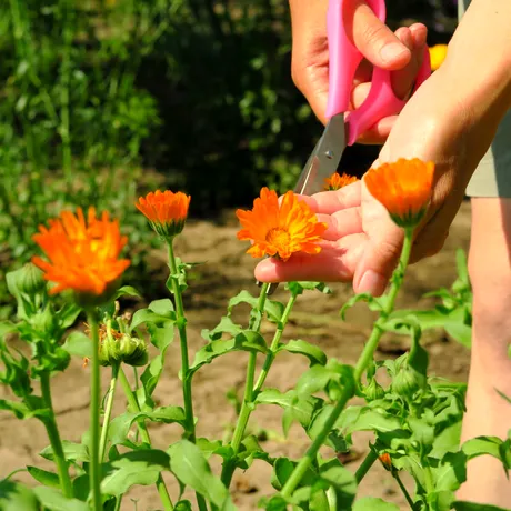 Cum poți folosi apa oxigenată la plante și răsaduri? Ce efecte nebănuite are