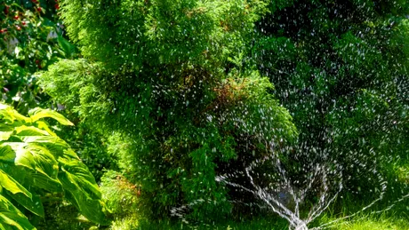 Cum să ai grădina udată pe tot timpul verii. Sfaturile grădinarilor iscusiți