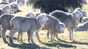 Adopți o oaie și primești brânză acasă timp de 6 luni. Cum funcționează programul