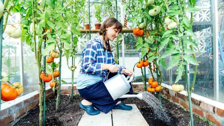 Când este cel mai bine să uzi roșiile pe caniculă. Secretele grădinarilor pentru o recoltă bogată și gustoasă