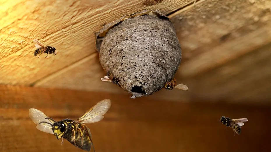 Câteva metode ușoare pentru a scăpa de viespile din gospodărie. Soluțiile naturale de care ar trebui să știe toată lumea