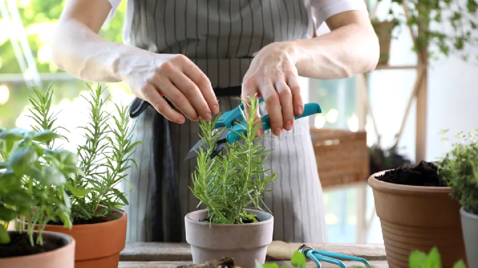 Ce plante aromatice merită cultivate în mai și cum pot ajuta digestia