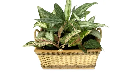 Flori care aduc ghinion în casă. De evitat mai ales dacă ai probleme de sănătate