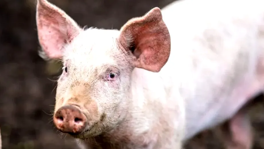 Ignatul porcilor, veche tradiție românească! Semnul de pe 20 decembrie care prevestește cum va fi iarna