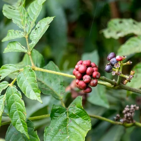 Cum să prepari suc și ceai de giloy pentru o viață sănătoasă! 100 de grame de pudră costă 60 de lei