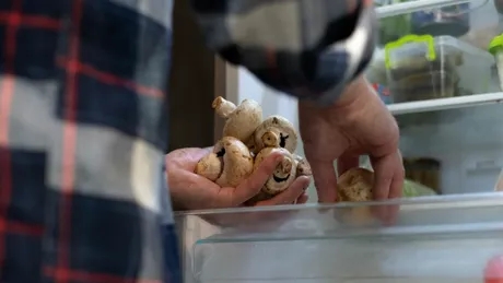 Cum să ții ciupercile în frigider să nu se mai strice