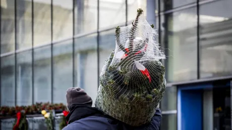 Cum scoți rășina de brad din haine. Metode naturale și eficiente