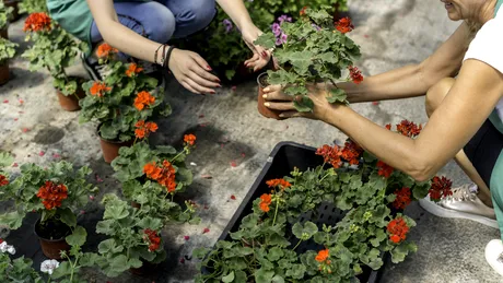 Cum se îngrijesc mușcatele iarna. Ce e bine să faci ca să te bucuri de niște flori superbe în primăvară