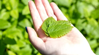 Ce plante trebuie tunse la sfârșitul verii? Ce tai acum și ce este mai bine să lași pentru toamnă
