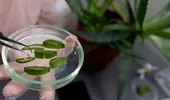 Un compus din frunzele de Aloe vera ar putea fi o pistă pentru tratamentul Alzheimer