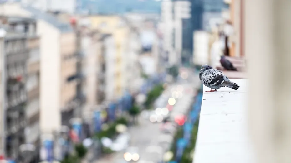 Cum să ții porumbeii departe de casa ta. Soluții simple și eficiente