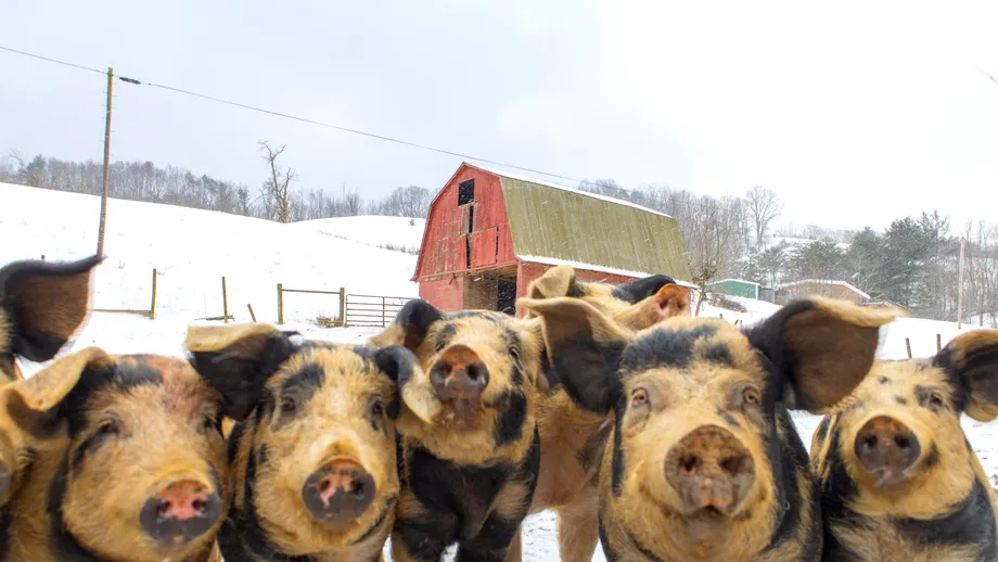 Obiceiuri și superstiții românești de Ignat