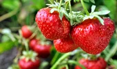 De ce sunt numite căpșunile „fructele inimii”. Beneficii în diabet, cura de slăbire și gastrită