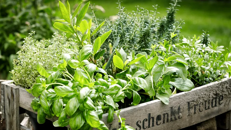 Plantele-minune pe care ar trebui să le ai în casă | Efecte dovedite pentru ficat, rinichi, memorie și nu numai