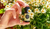 Uleiul de copaiba: remediu natural tradițional folosit pentru vindecarea rănilor și calmarea durerii