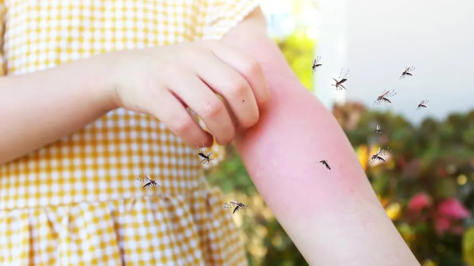 8 plante care te ajută să ții țânțarii departe de balcon în mod natural