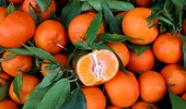Clementinele, bune împotriva răcelii și îngrășării