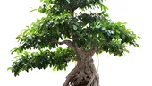 Arta de a creşte un bonsai