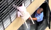 Momentul în care o fetiță de 3 ani este salvată de la etajul 12, după ce a rămas suspendată în gol. Cum au reușit vecinii să o salveze? VIDEO