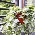 Când trebuie mutate plantele de pe balcon în casă. Sfatul util pentru îngrijirea florilor la ghiveci