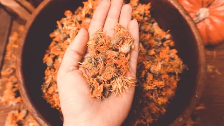 Maceratul de gălbenele: proprietăți vindecătoare și beneficii multiple pentru sănătatea ta