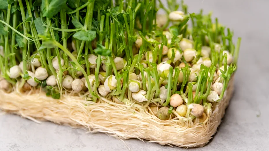 De ce se pune grâu la încolțit de Sfântul Andrei. Ce anunță acest obicei străbun!