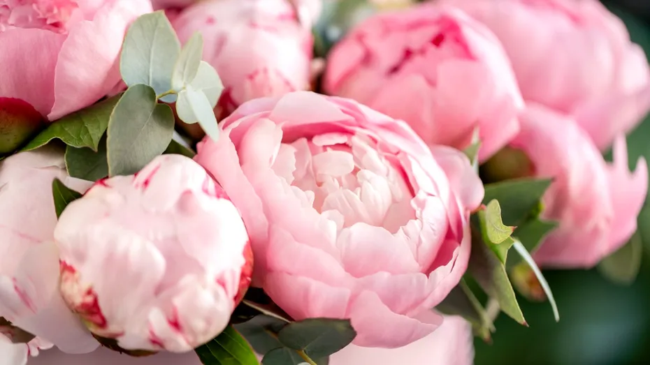 Cum să faci bujorii să înflorească mai mult timp. Sfaturile simple ale unei florărese