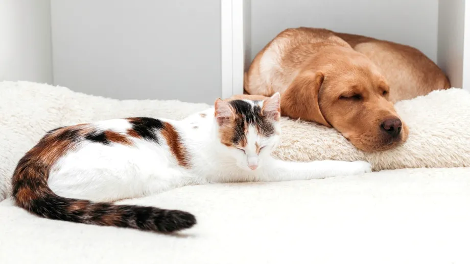 Pericolele ASCUNSE din locuință care pot pune în pericol viața animalelor de companie