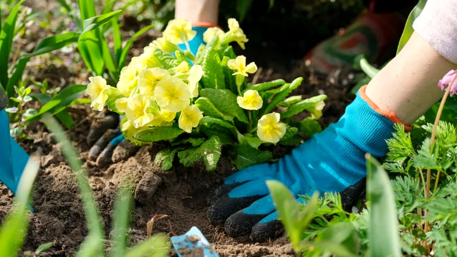 Flori spectaculoase pe care să le plantezi în octombrie pentru o grădină plină de culoare la primăvară. Trucul pe care puțini grădinari îl cunosc