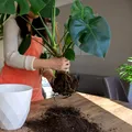 Cum îți dai seama că planta are nevoie de un ghiveci mai mare. Semnele pe care nu ar trebui să le ignori