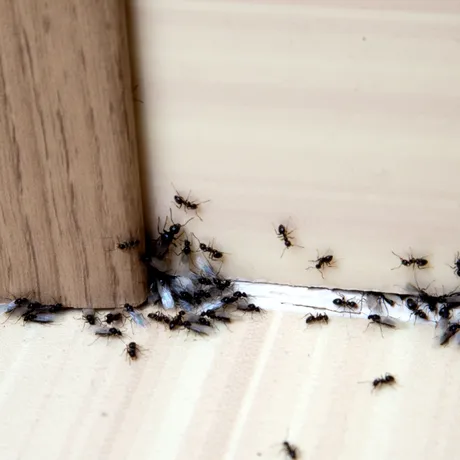 Apar tot timpul furnici în casă? Iată cum să scapi de ele, fără soluții toxice