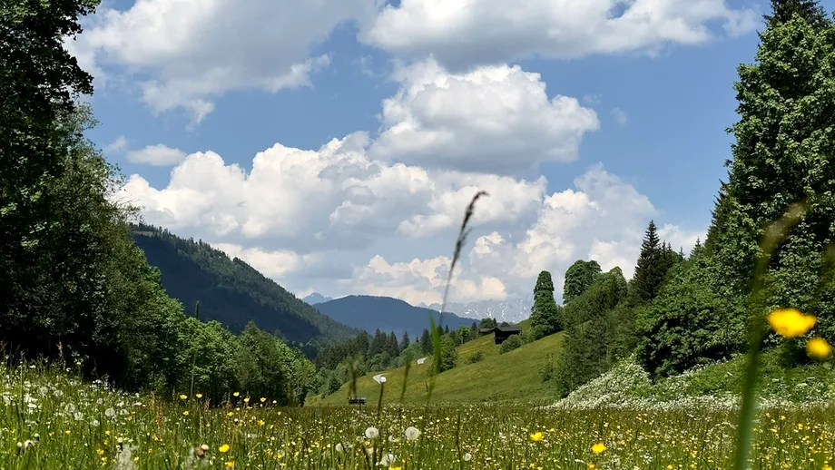 Planta care protejează ficatul și previne progresia fibrozei hepatice. Românii o au peste tot prin curte!