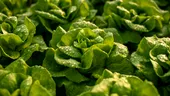 Salata verde: opiniile experților și riscurile pentru sănătate