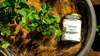 Cum se folosește corect sarea Epsom la roșii, ardei și trandafiri. Atenție la cantitate