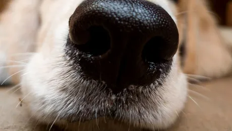 Câini antrenaţi să „miroasă” persoanele infectate cu noul coronavirus, chiar şi pe cele fără simptome
