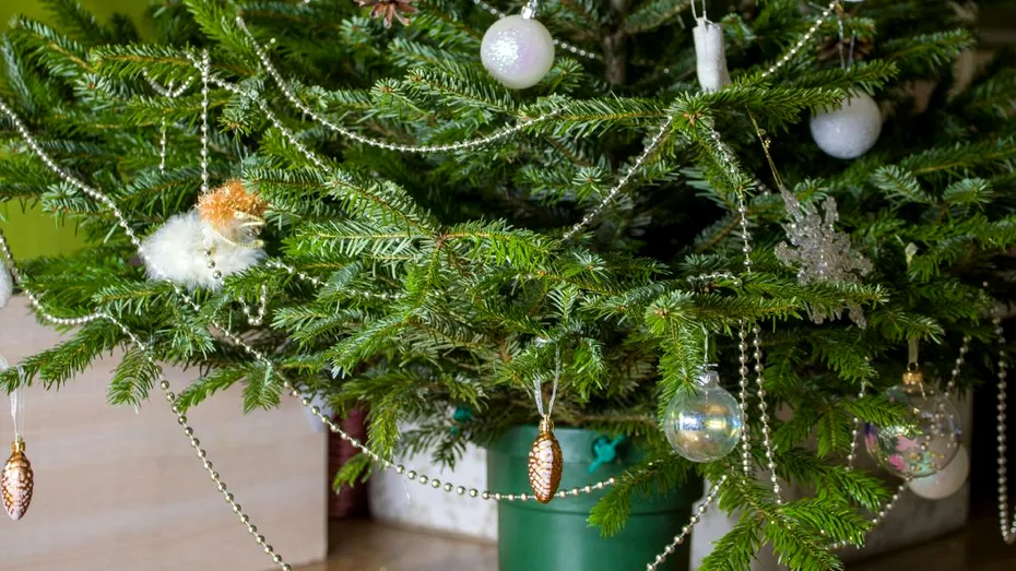 Cât de des trebuie să uzi bradul natural și ce să nu pui niciodată în pământul din ghiveci. „Rețete miraculoase” care ți-l usucă