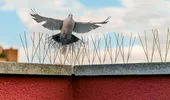 Ce înseamnă când o pasăre se așază la geam sau pe balcon. Ce spune tradiția