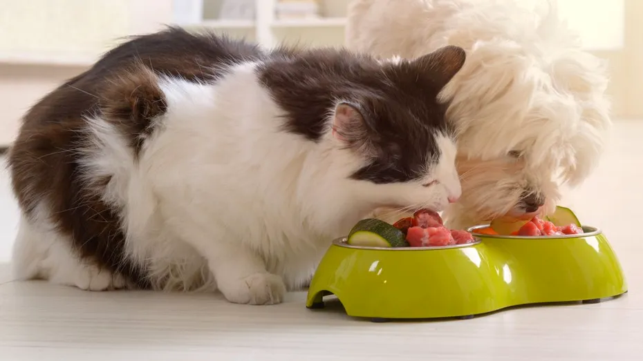 De ce pisicile sunt mai pretențioase la mâncare, spre deosebire de câini