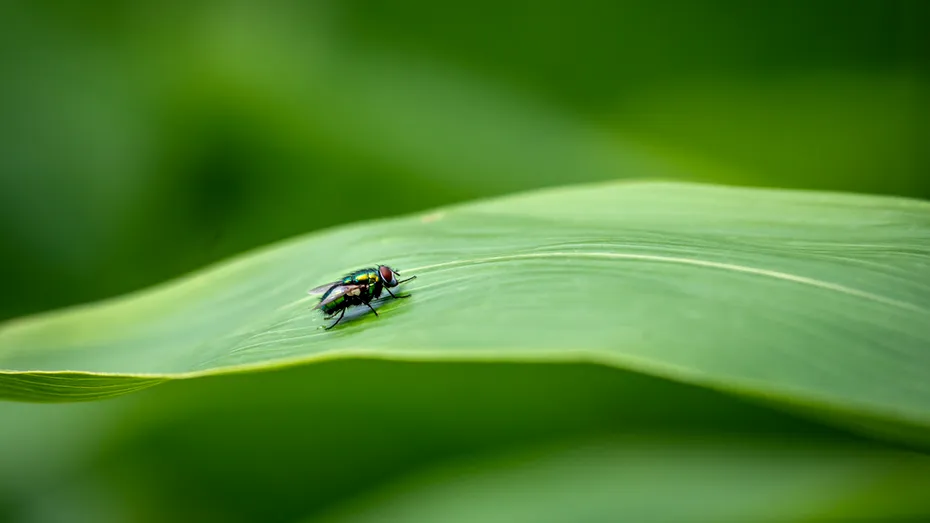 Plante care țin muștele departe și acționează ca un insecticid natural